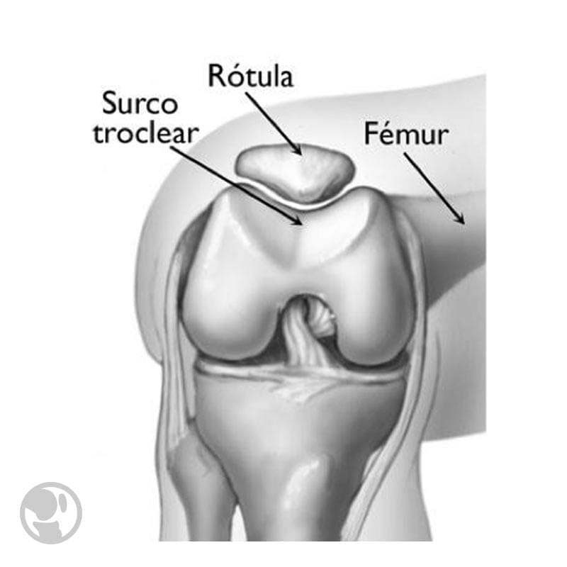bone elements starten durch